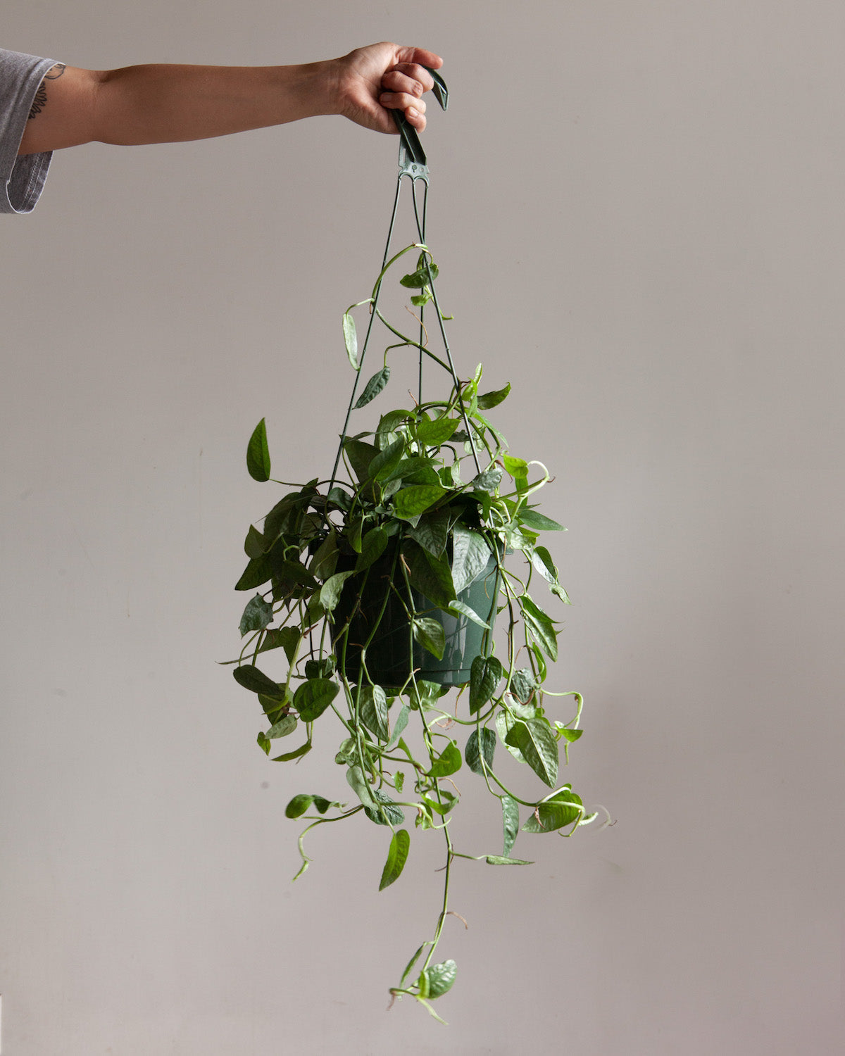 Cebu Blue Pothos: Epipremnum pinnatum - 8 inch hanging basket — indoor plant — indoor plant for sale by Promise Supply for delivery and pickup in Toronto.