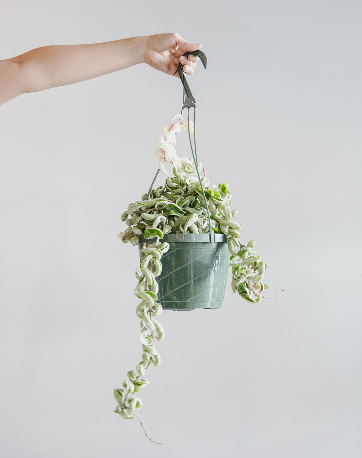 Variegated Hindu Rope: Hoya carnosa 'Compacta' - 8 inch hanging basket
