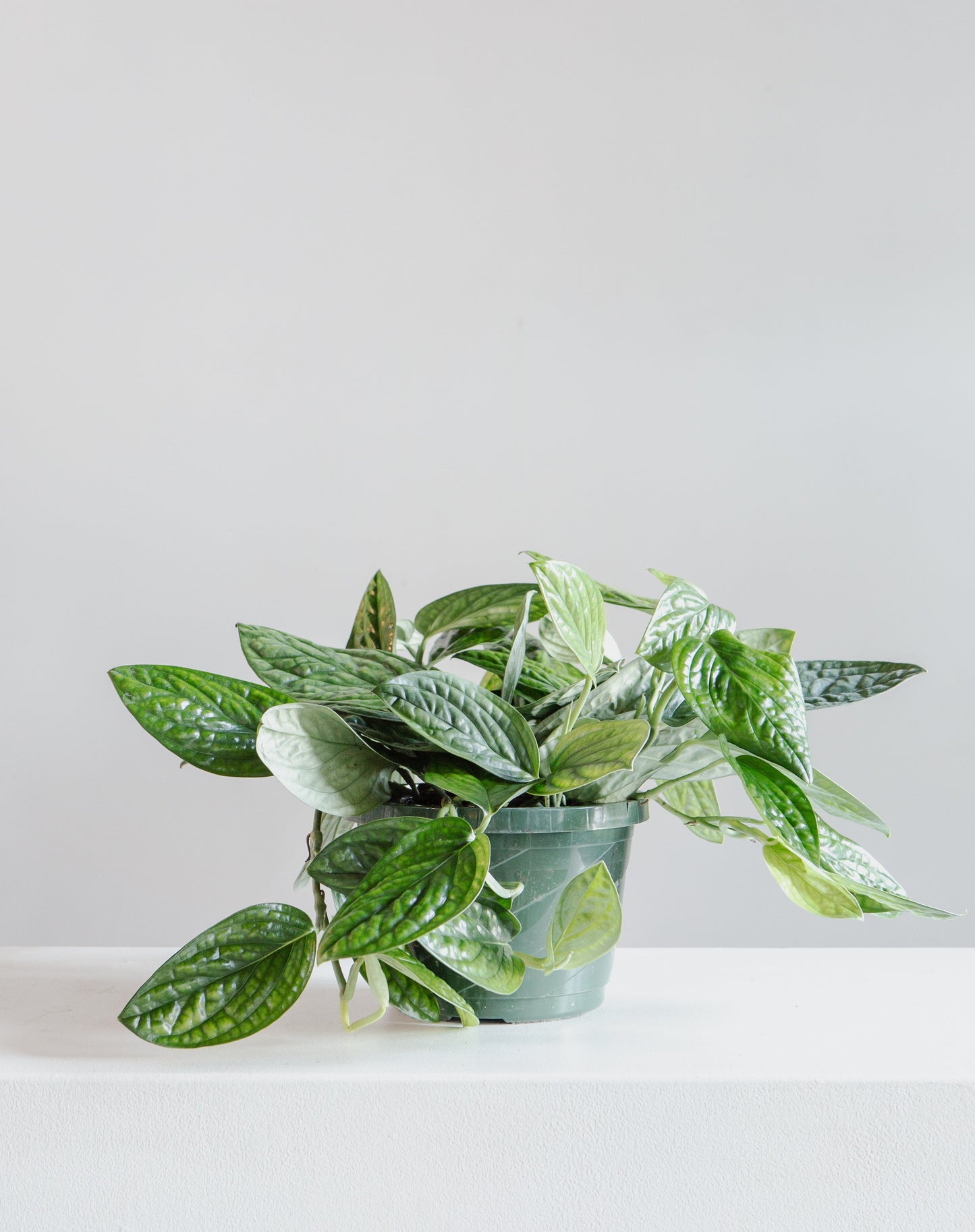 Monstera Peru: Monstera karstenianum - 8 inch hanging basket