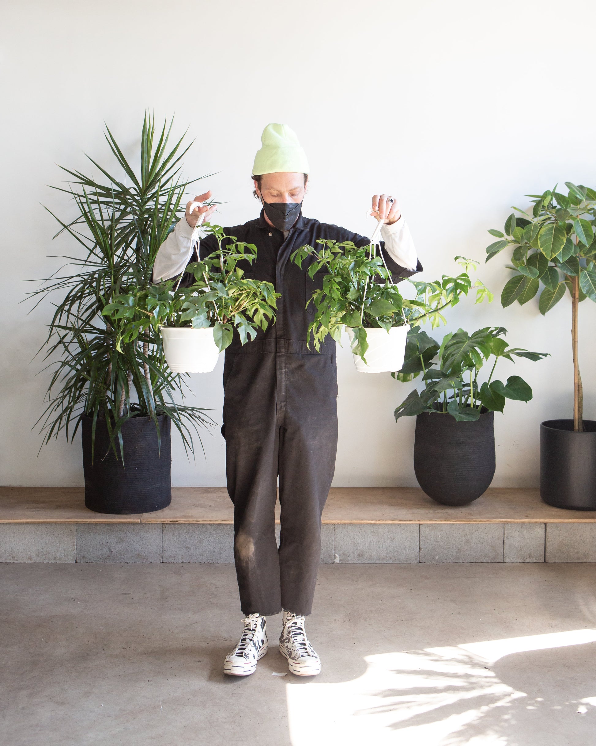 Mini Monstera: Rhaphidophora tetrasperma - 8 inch hanging basket — indoor plant — indoor plant for sale by Promise Supply for delivery and pickup in Toronto.