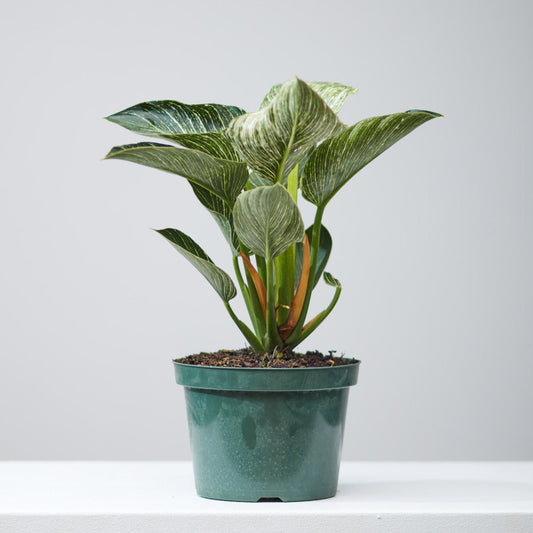 Birkin Plant: Philodendron - 8 inch pot — indoor plant — indoor plant for sale by Promise Supply for delivery and pickup in Toronto.