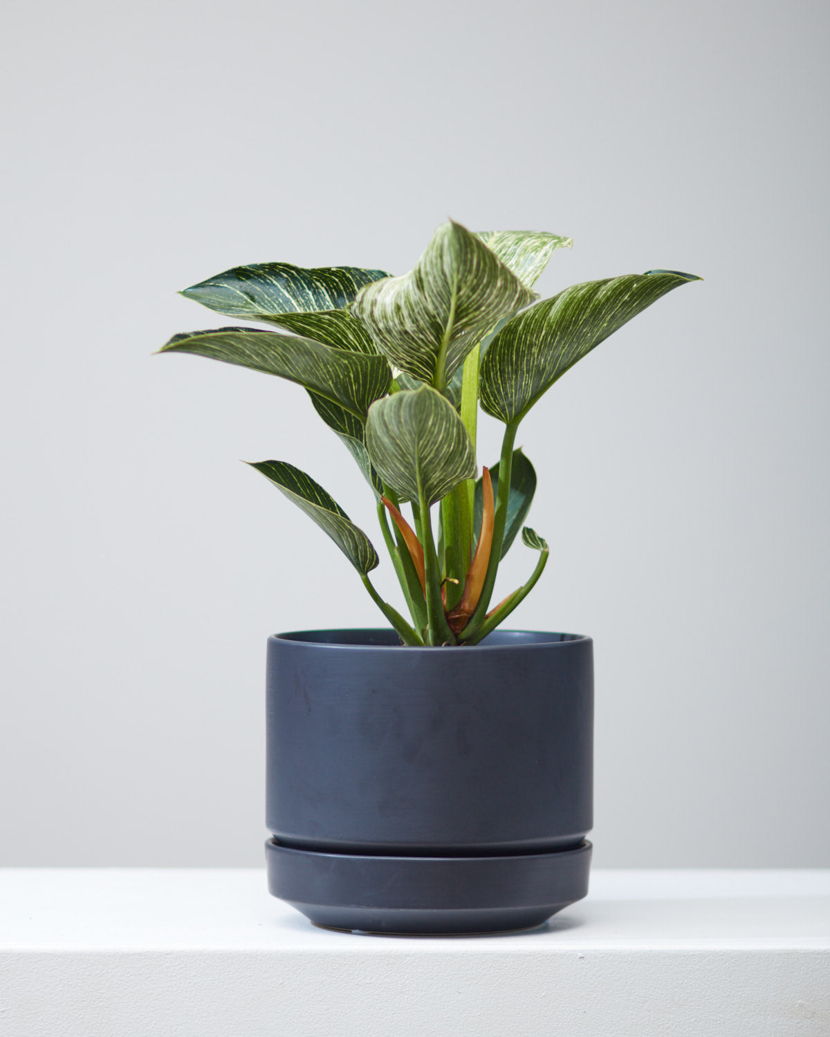 Birkin Plant: Philodendron - 8 inch pot — in black planter — indoor plant for sale by Promise Supply for delivery and pickup in Toronto.
