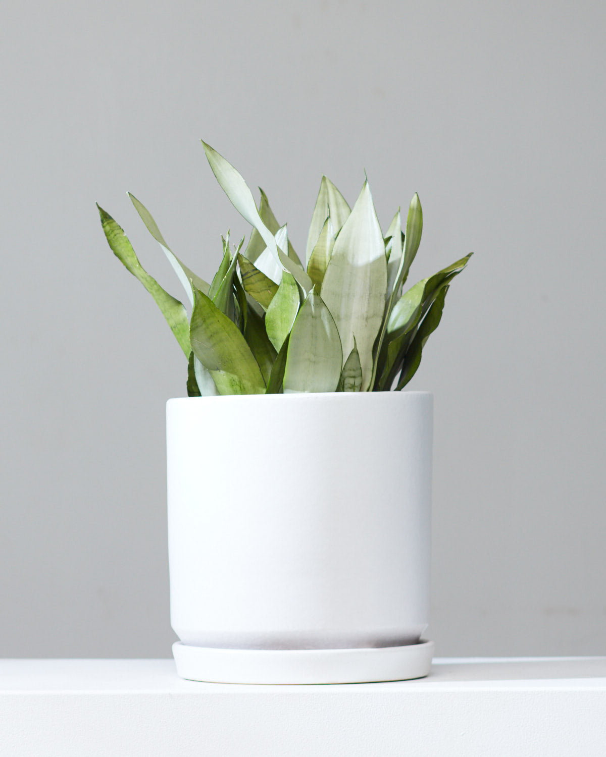 Moonshine Snake Plant: Sansevieria trifasciata - 8 inch pot — in white planter — indoor plant for sale by Promise Supply for delivery and pickup in Toronto.