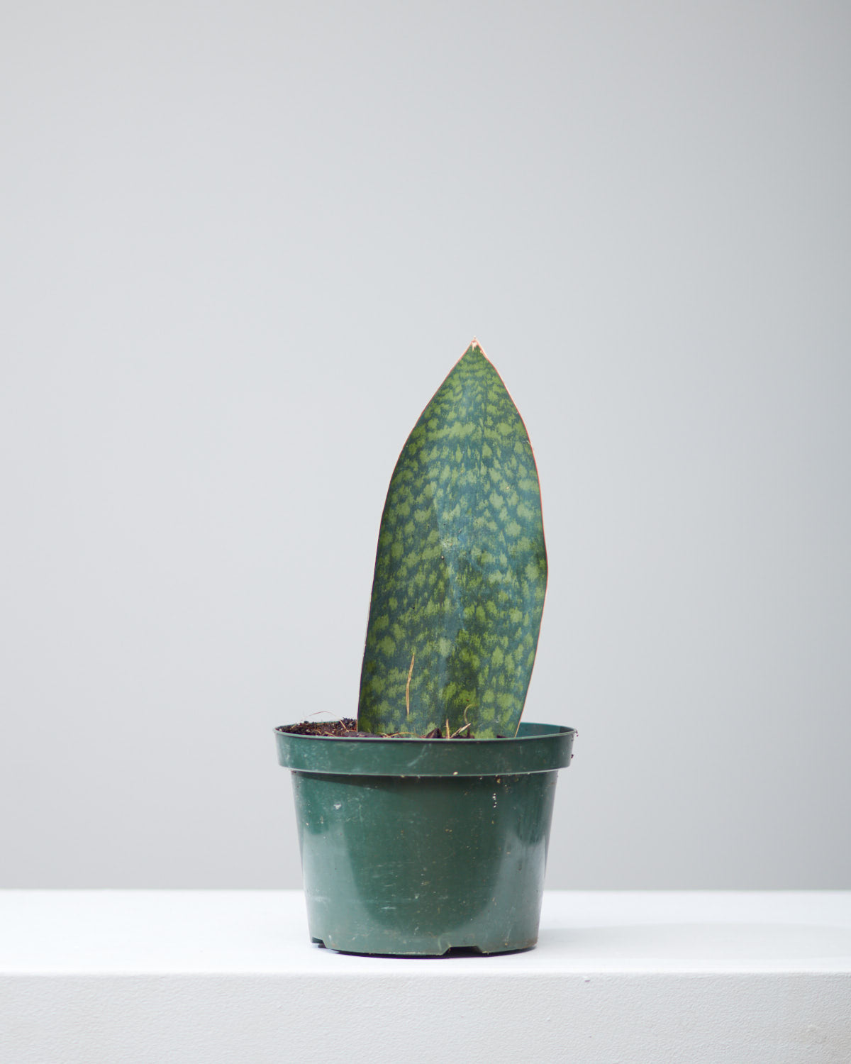 Whale Fin Snake Plant: Sansevieria masoniana - 8 inch pot