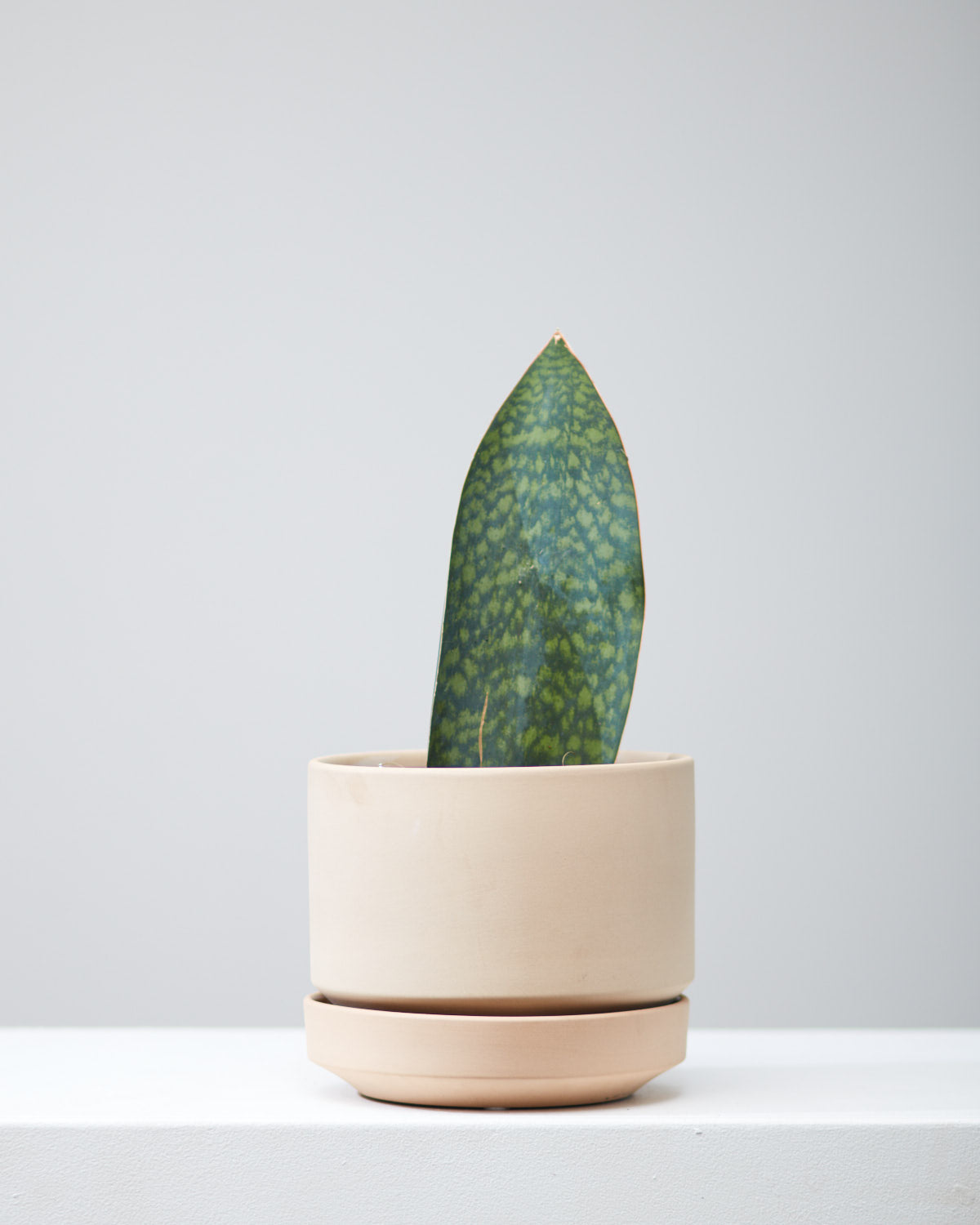 Whale Fin Snake Plant: Sansevieria masoniana - 8 inch pot