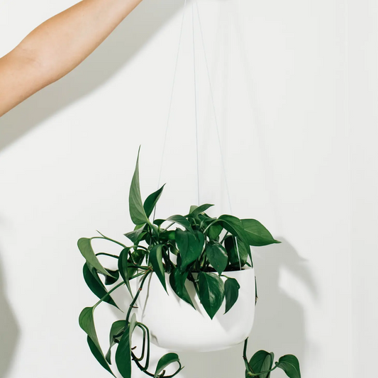 White Hanging Planter | 6 inch Nursery Pot — empty planter, studio photo — planter for sale by Promise Supply for delivery and pickup in Toronto.