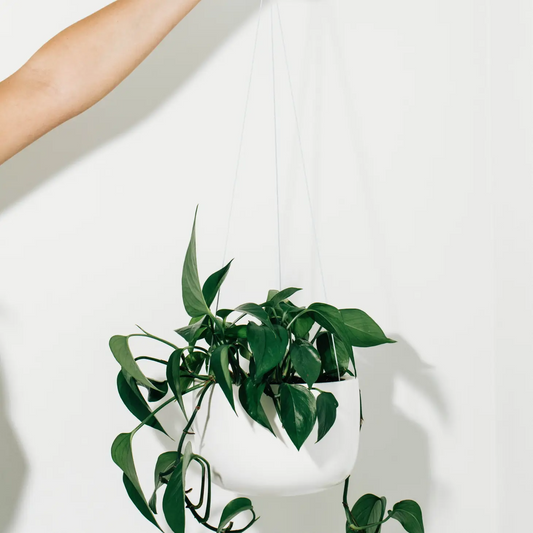 White Hanging Planter in 8 inch - Fits up to 6 inch Nursery Pot