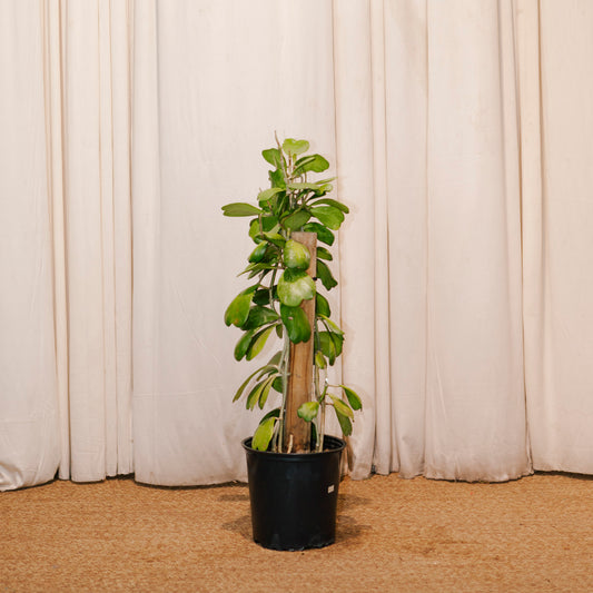 Hoya Heart Totem: Hoya kerrii - 8 inch pot — indoor plant — indoor plant for sale by Promise Supply for delivery and pickup in Toronto.