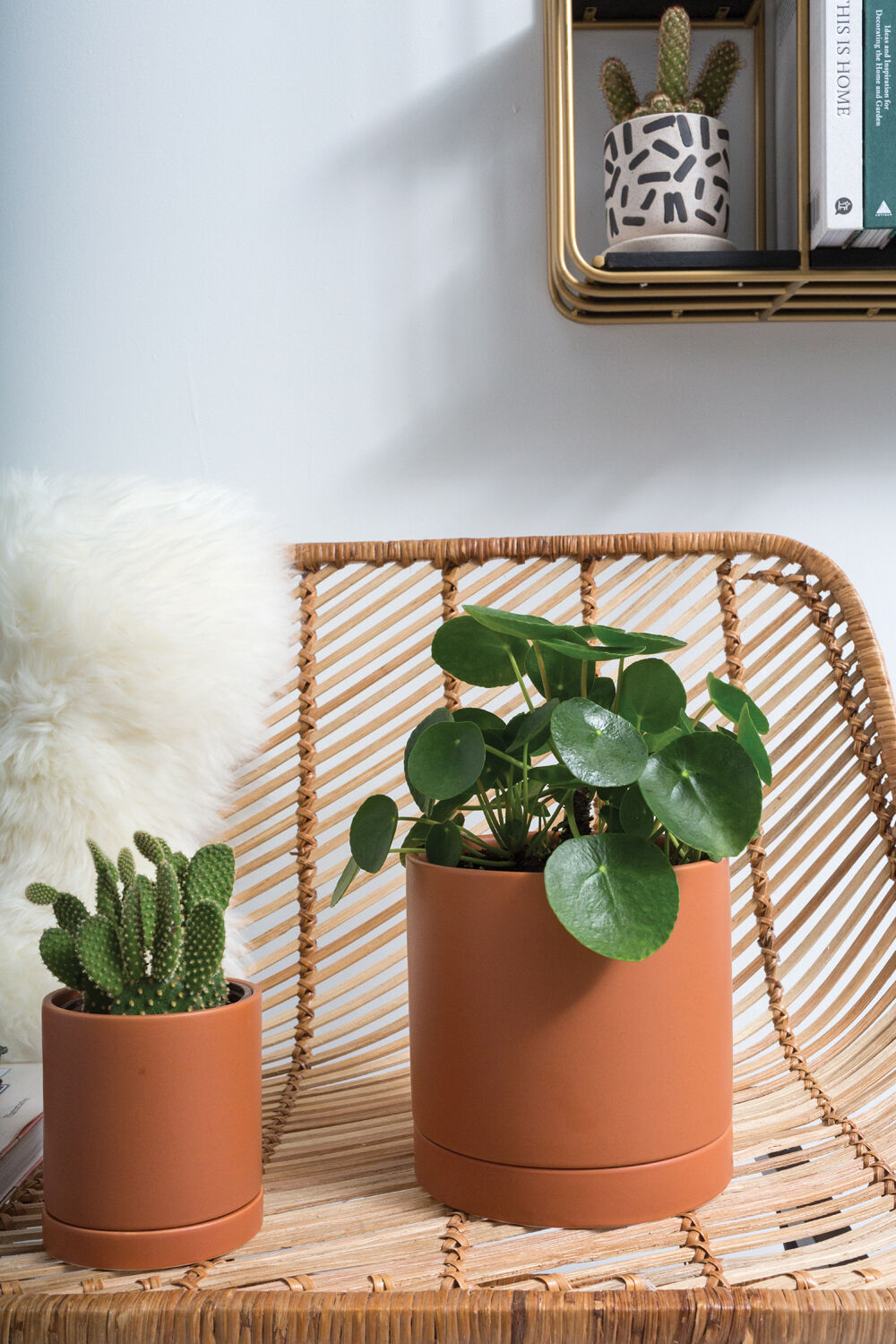Romey Ceramic Pot with Drainage and Tray | 6 inch Diameter