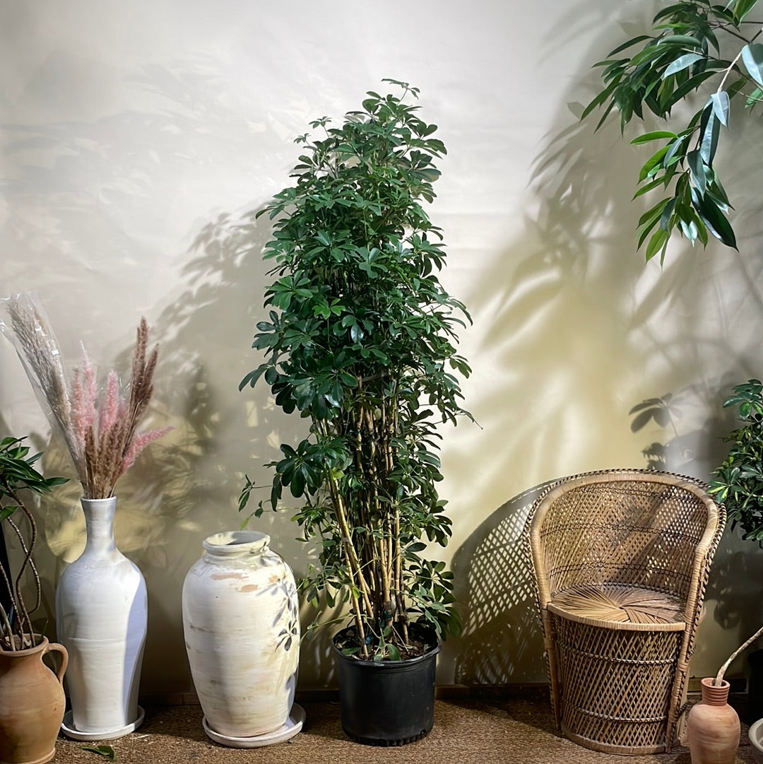 Umbrella Tree Column: Schefflera arboricola - 14 inch pot - 5.5-6 foot tall — indoor plant — indoor plant for sale by Promise Supply for delivery and pickup in Toronto.