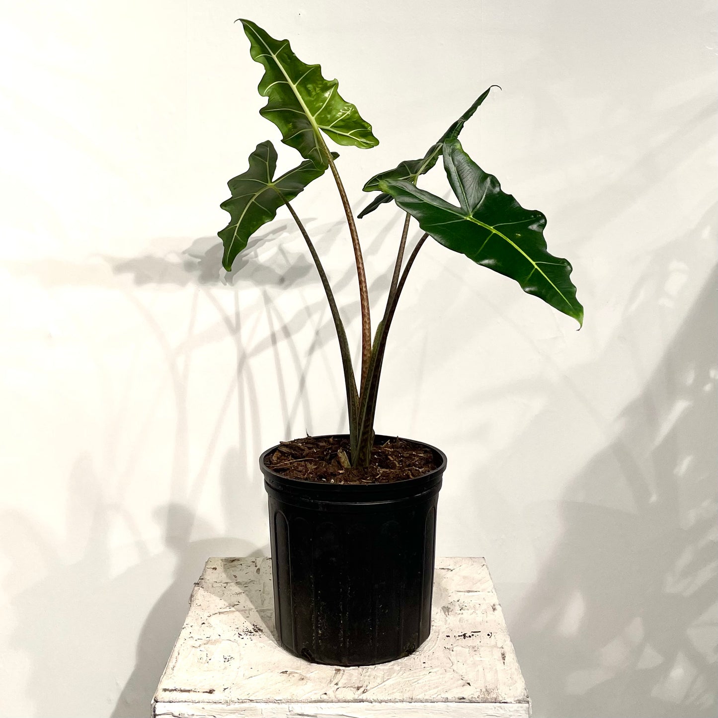 Sarian Elephant Ear: Alocasia - 10 inch pot - 3-4 foot tall