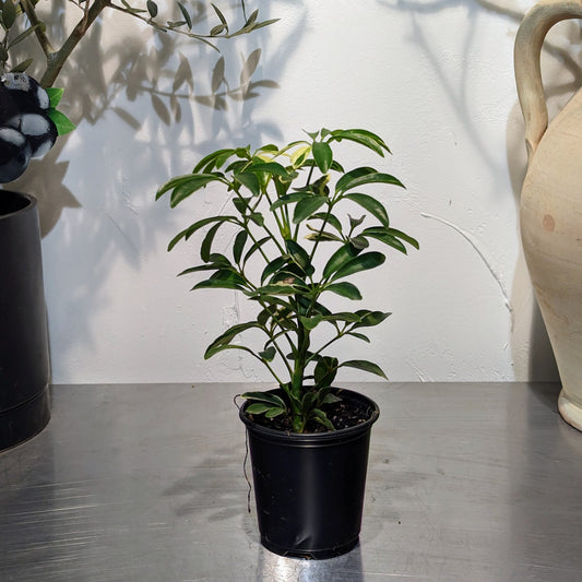 Dwarf Variegated Umbrella Tree: Schefflera arboricola 'Trinette' - 4 inch pot