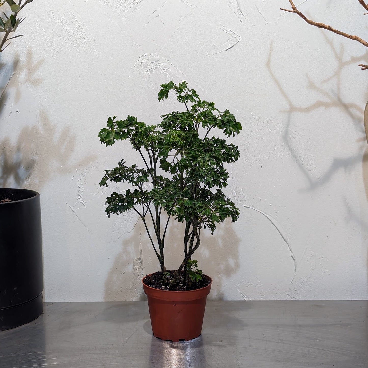 Parsley Aralia: Polyscias fruticosa 'Elegans' - 4 inch pot — indoor plant — indoor plant for sale by Promise Supply for delivery and pickup in Toronto.