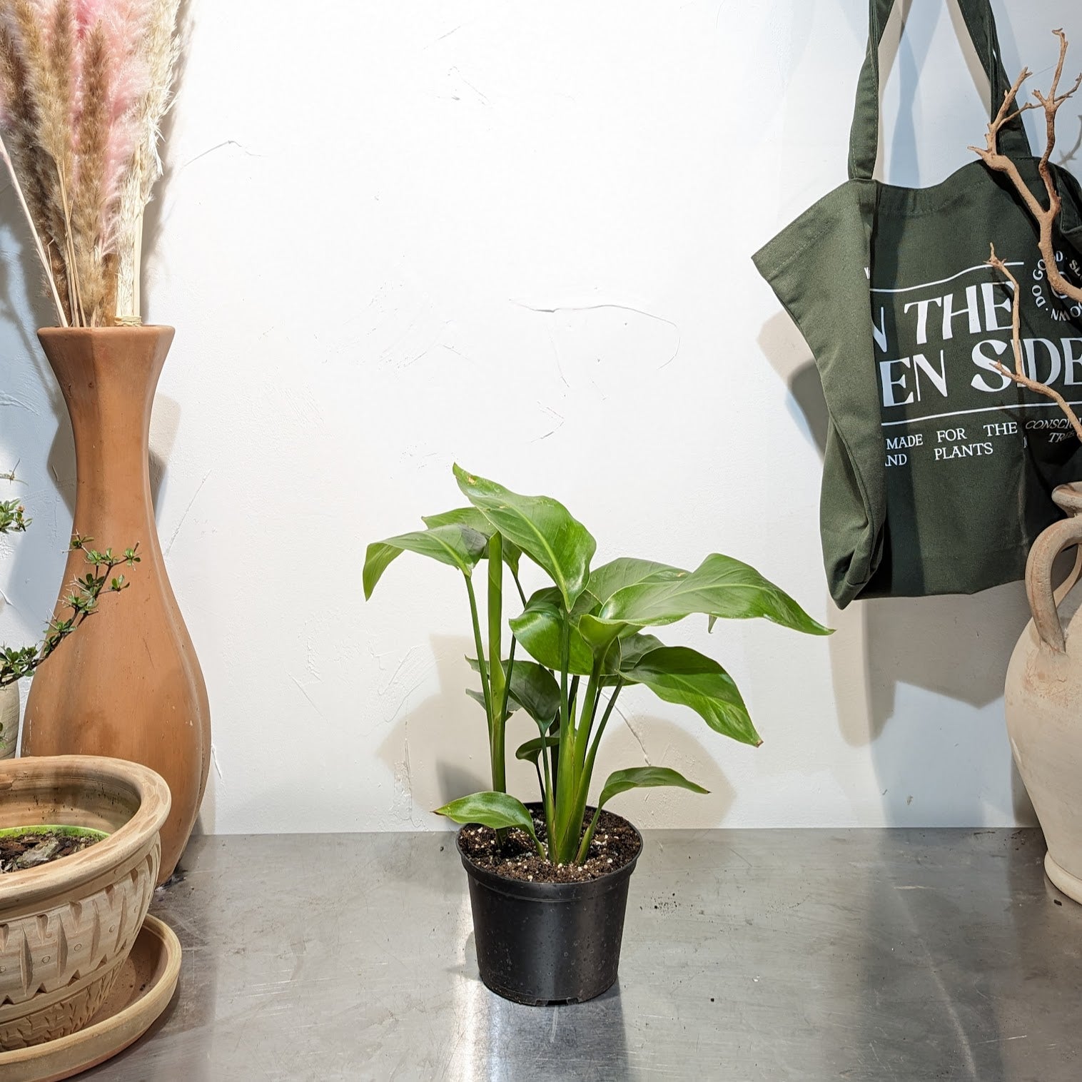 White Bird of Paradise: Strelitzia nicolai - 6 inch pot — indoor plant — indoor plant for sale by Promise Supply for delivery and pickup in Toronto.