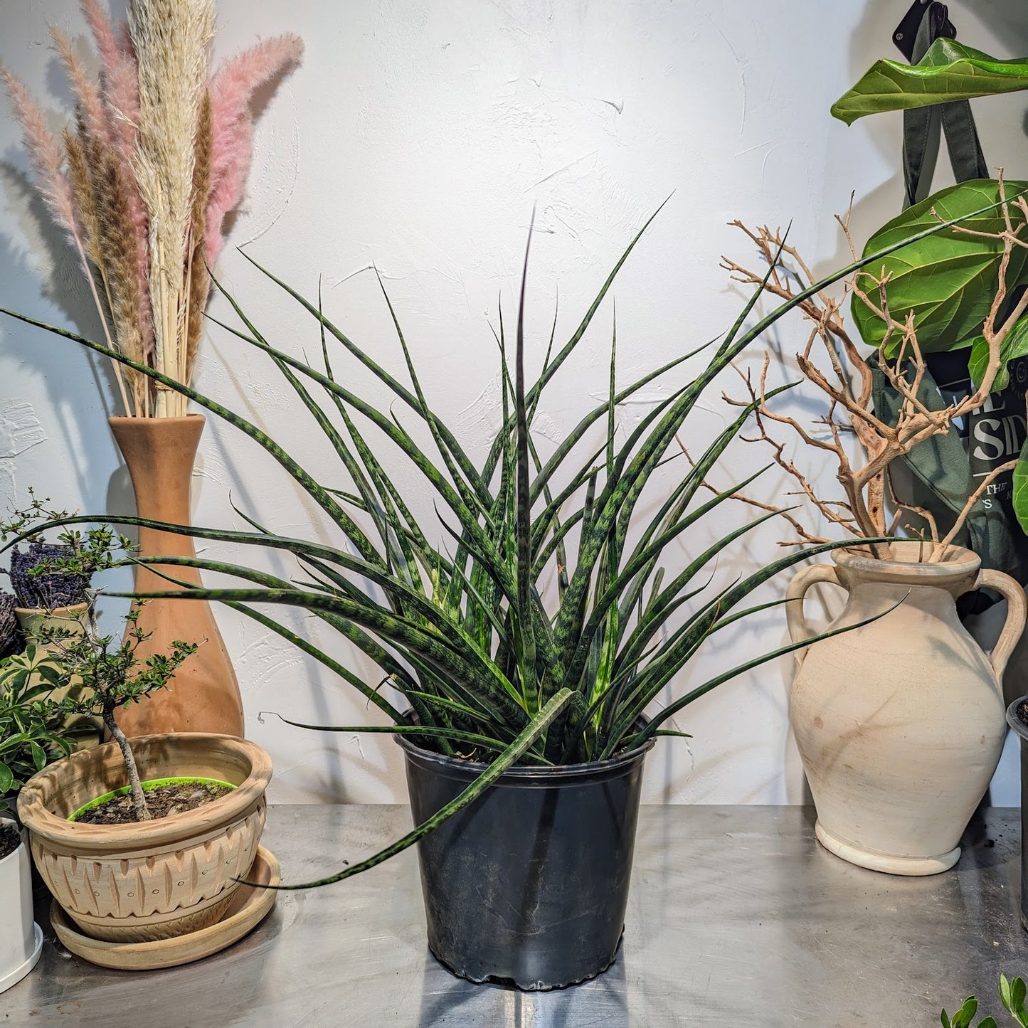 Fernwood Punk Snake Plant: Sansevieria bacularis - 8 inch pot - 2-2.5 foot tall — indoor plant — indoor plant for sale by Promise Supply for delivery and pickup in Toronto.