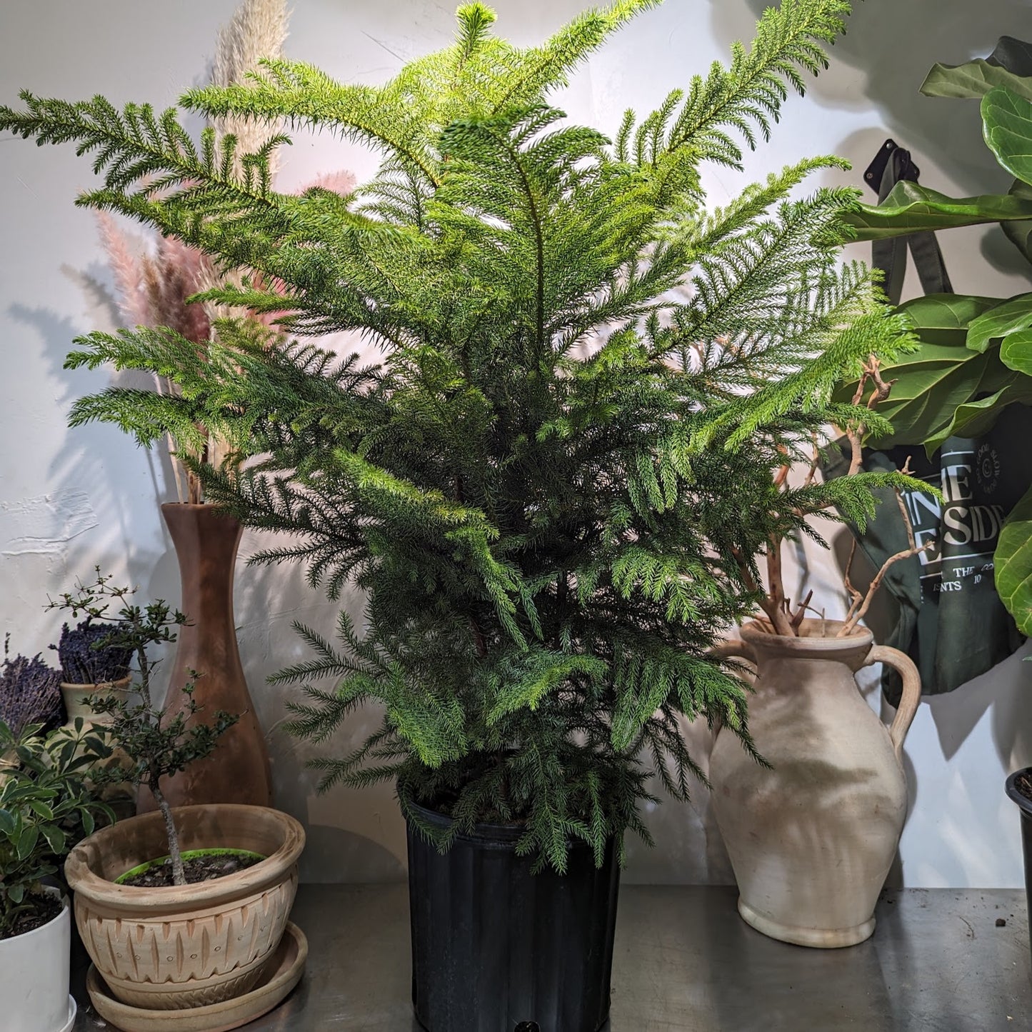 Norfolk Island Pine: Araucaria heterophylla - 10 inch pot