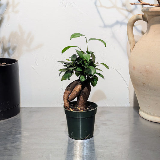 Ginseng Ficus Bonsai: Ficus retusa - 4 inch pot