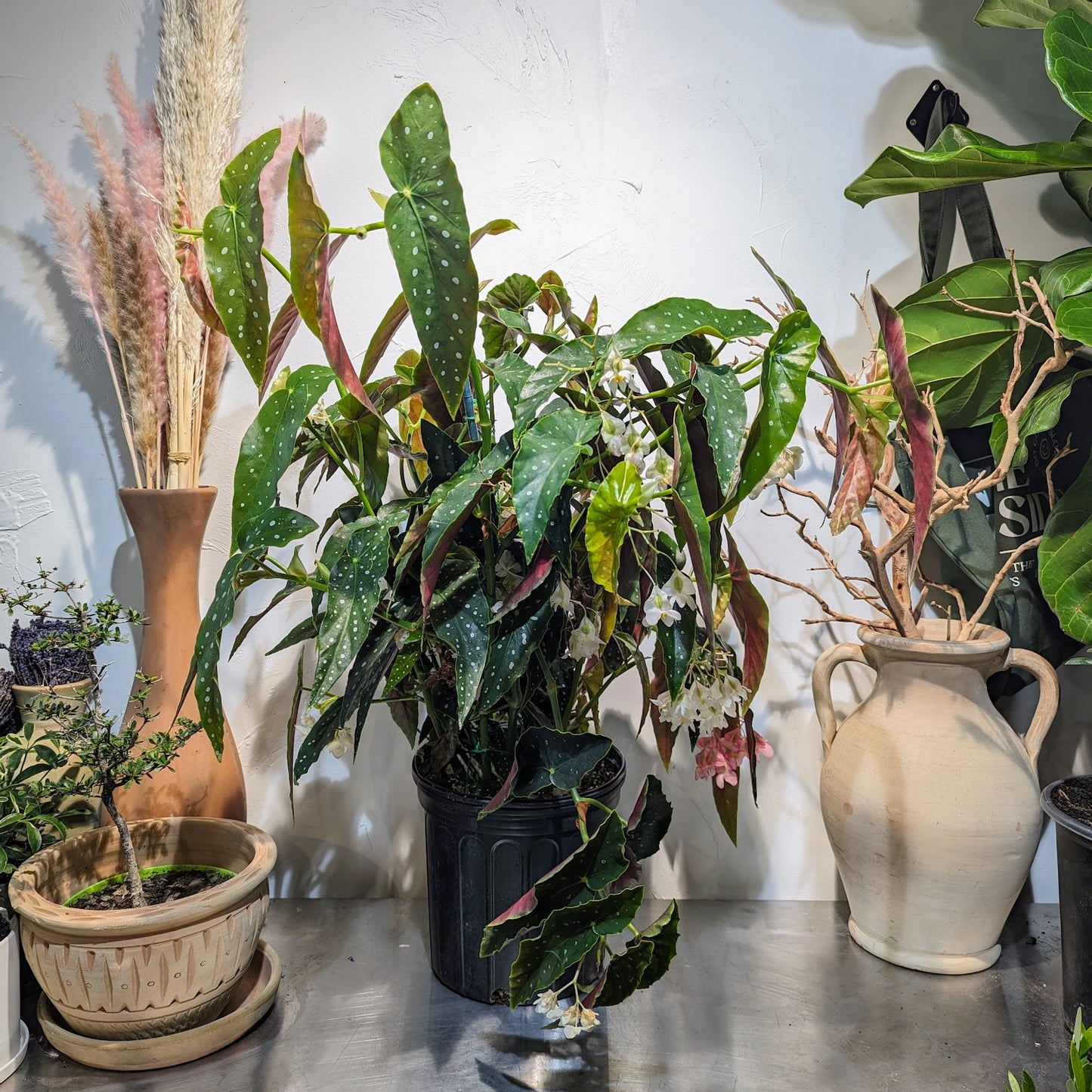 Spotted Begonia: Begonia maculata - 10 inch pot - 3-4 Foot Tall — indoor plant — indoor plant for sale by Promise Supply for delivery and pickup in Toronto.