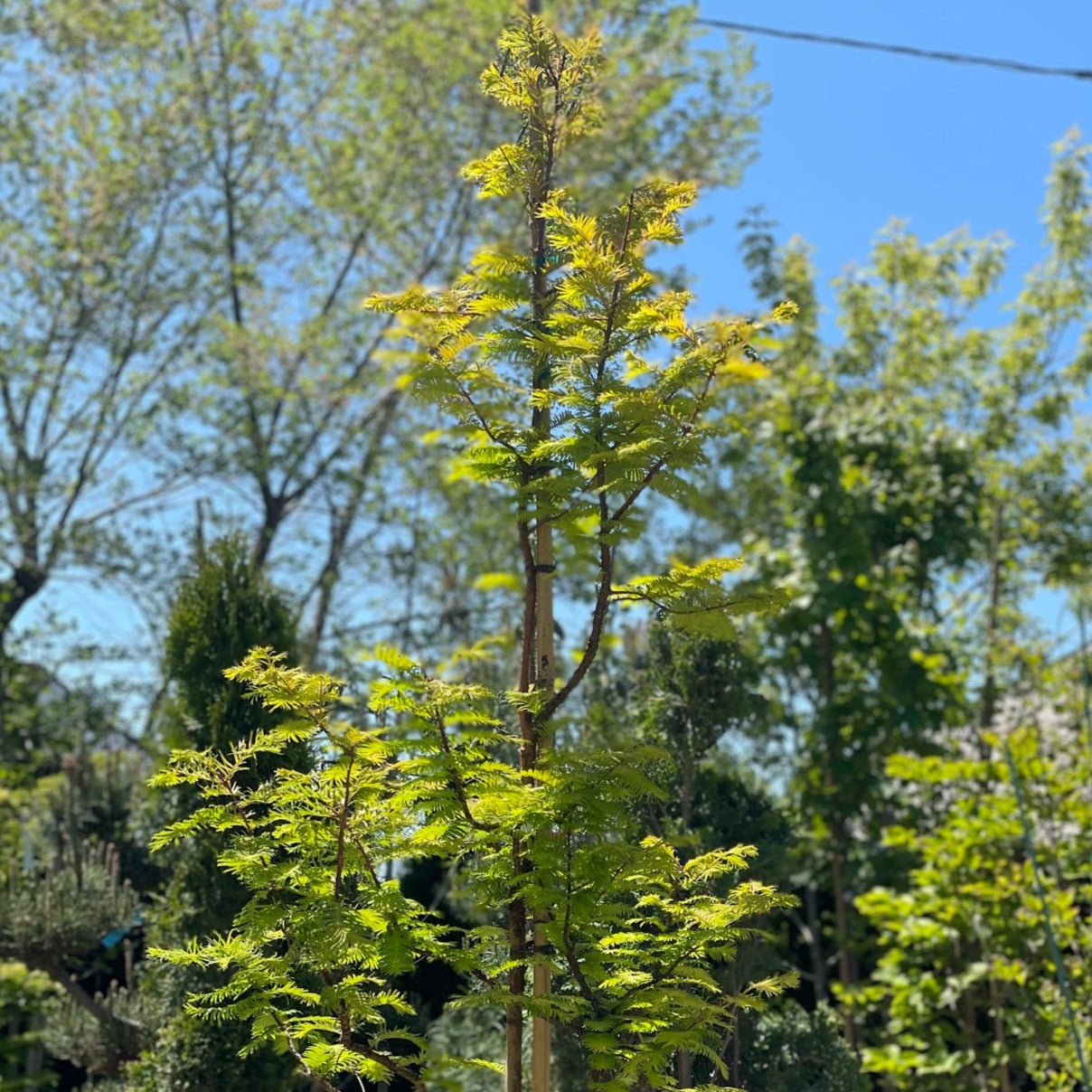 Amber Glow Dawn Redwood: Metasequoia glyptostroboides
