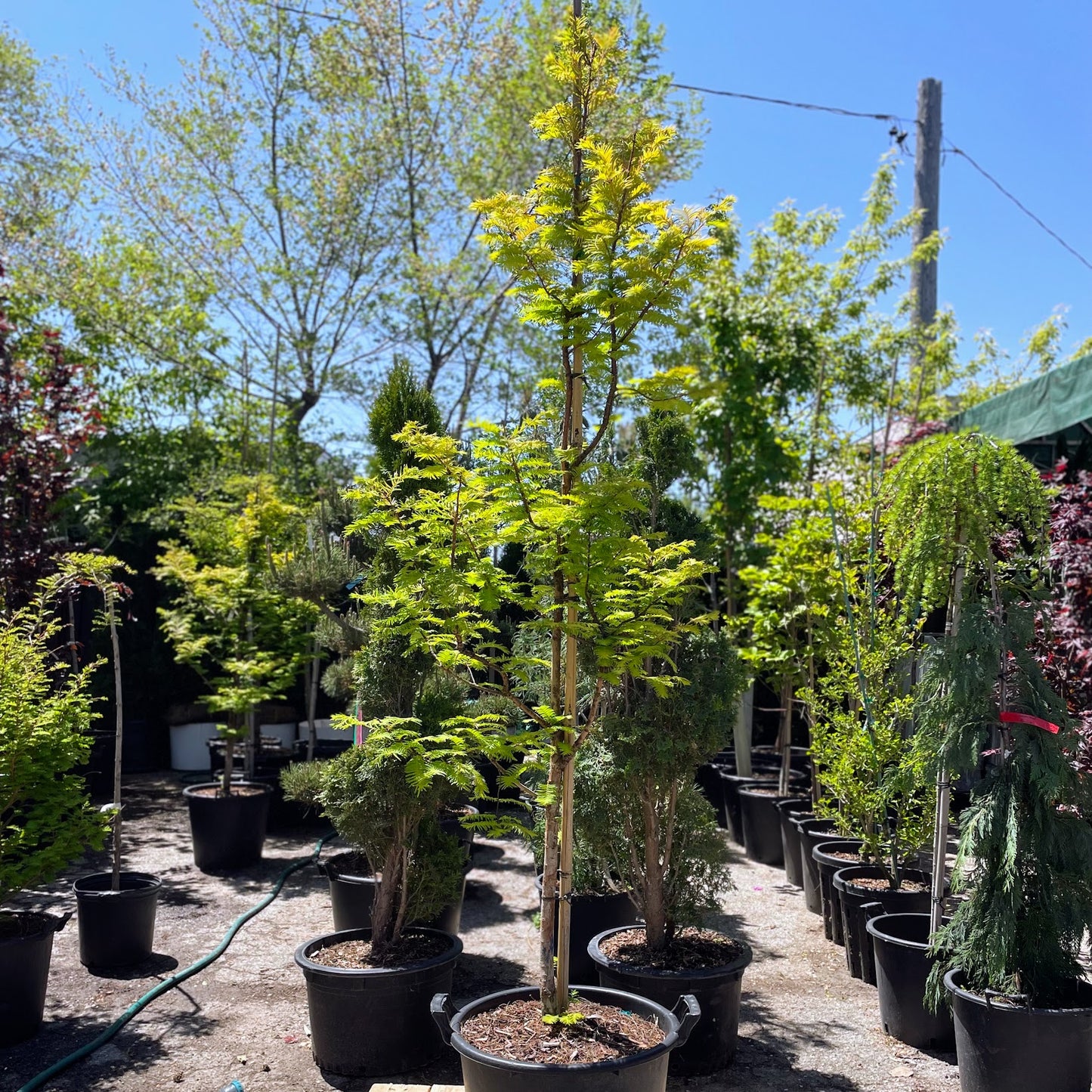 Amber Glow Dawn Redwood: Metasequoia glyptostroboides