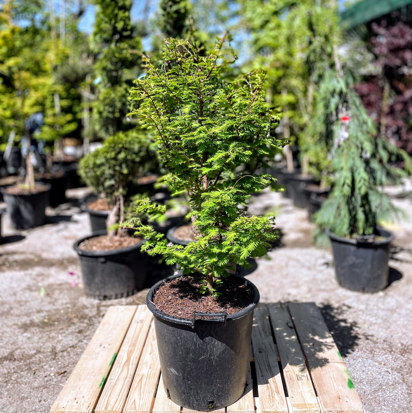 Chubby Dawn Redwood: Metasequoia glyptostroboides - 7G Pot 125CM Tall