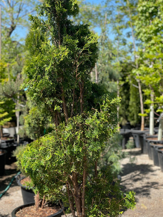 Spiral Emerald Cedar: Thuja occidentalis - 19 inch Pot - 6-7 foot Tall