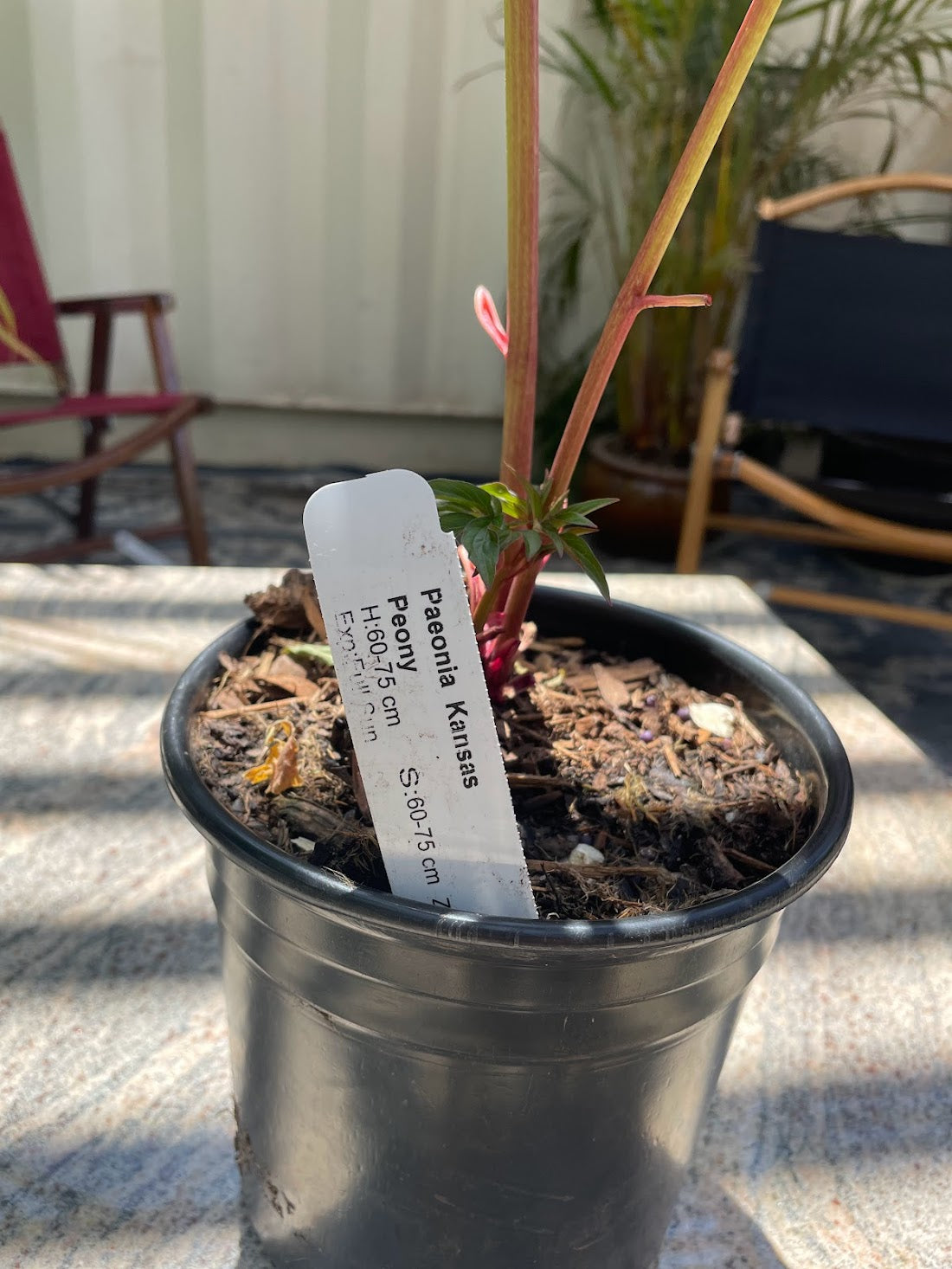 Kansas Peony: Paeonia - 1GAL Pot