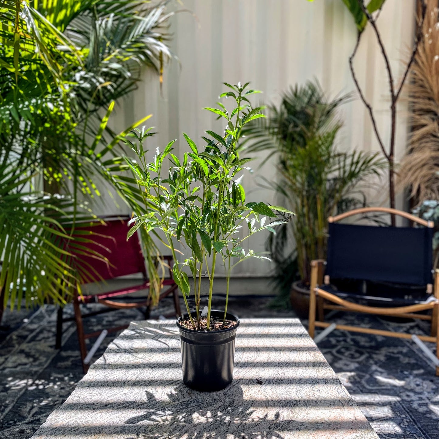 Primavere Peony: Paeonia - 1GAL Pot