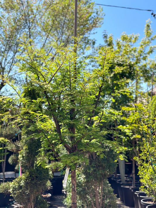 Jade Prince Dawn Redwood Legacy: Metasequoia glyptostroboides - 15G Pot 150CM Tall