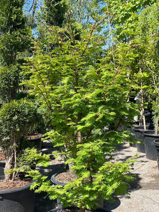 Chubby Dawn Redwood: Metasequoia glyptostroboides - 7G Pot 125CM Tall