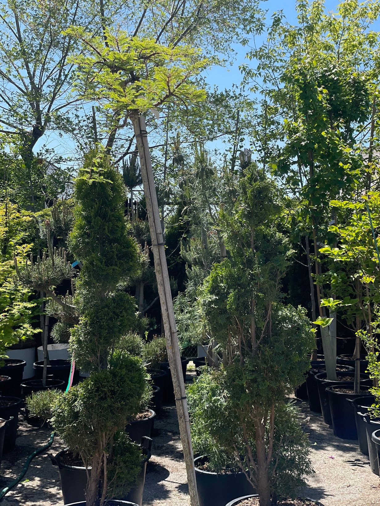Miss Grace Dawn Redwood: Metasequoia glyptostroboides - 7G Pot 125CM Tall