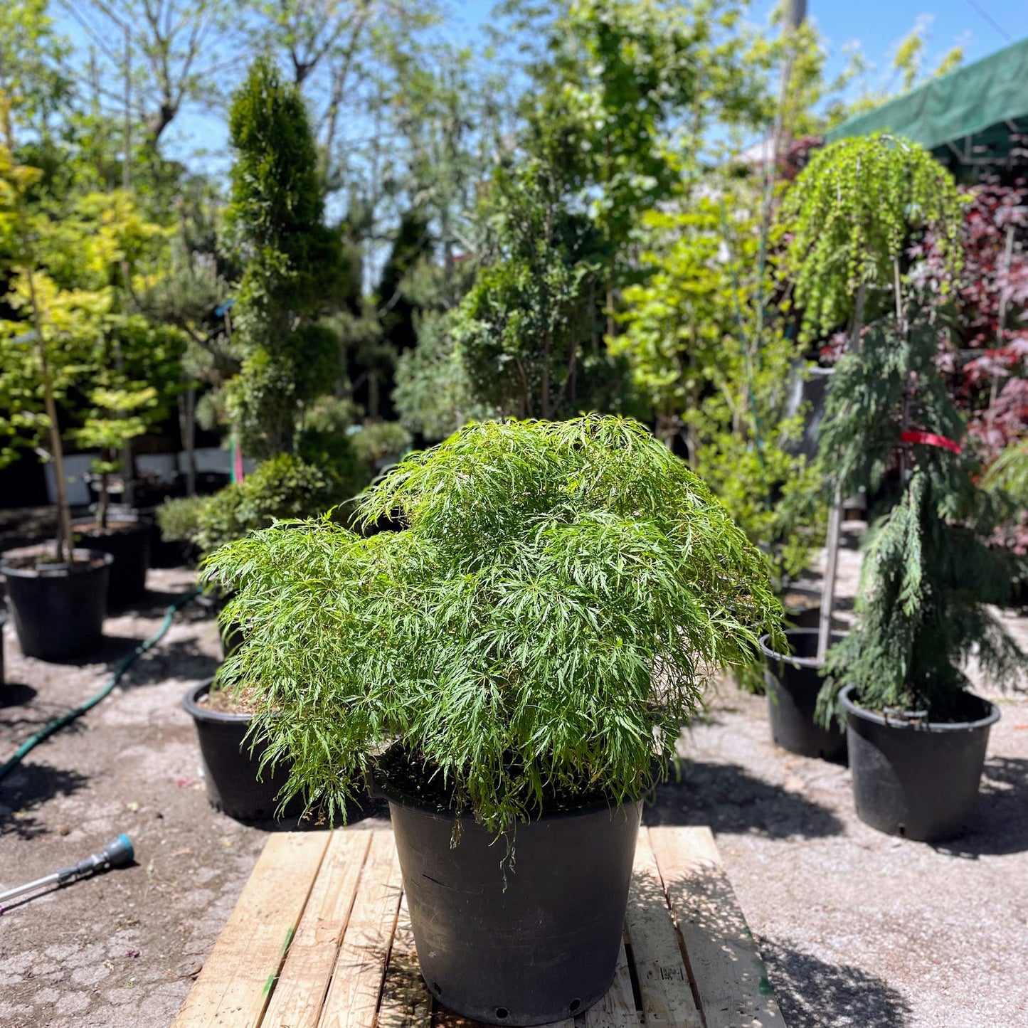 Waterfall Japanese Maple: Acer palmatum dissectum - 20 Inch BBC Pot - 4 Foot Tall