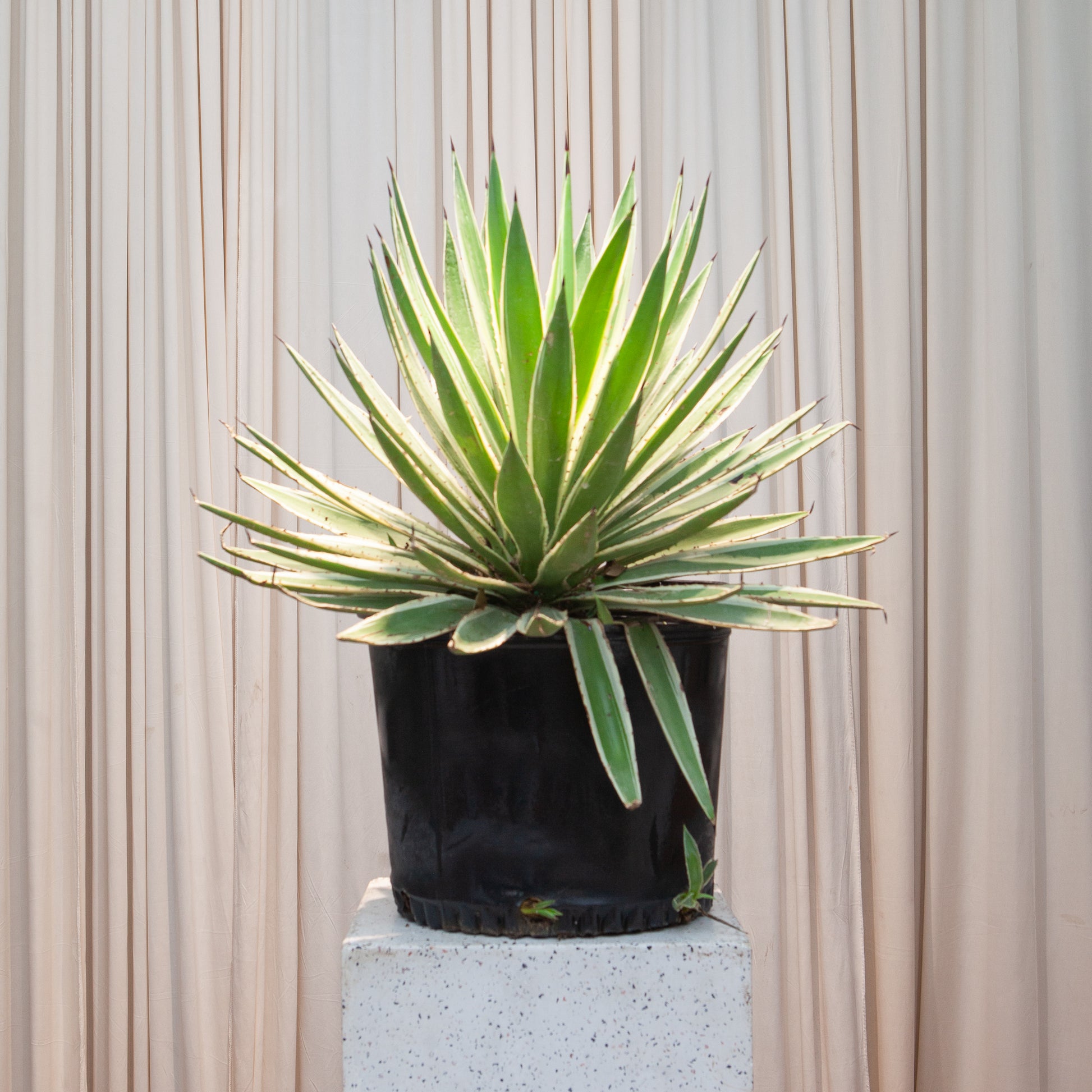 Caribbean Agave: Agave angustifolia 'Marginata' - 14 inch pot - 2.5 foot tall — indoor plant — indoor plant for sale by Promise Supply for delivery and pickup in Toronto.