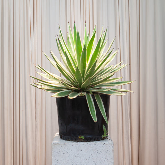 Caribbean Agave: Agave angustifolia 'Marginata' - 14 inch pot - 2.5 foot tall — indoor plant — indoor plant for sale by Promise Supply for delivery and pickup in Toronto.