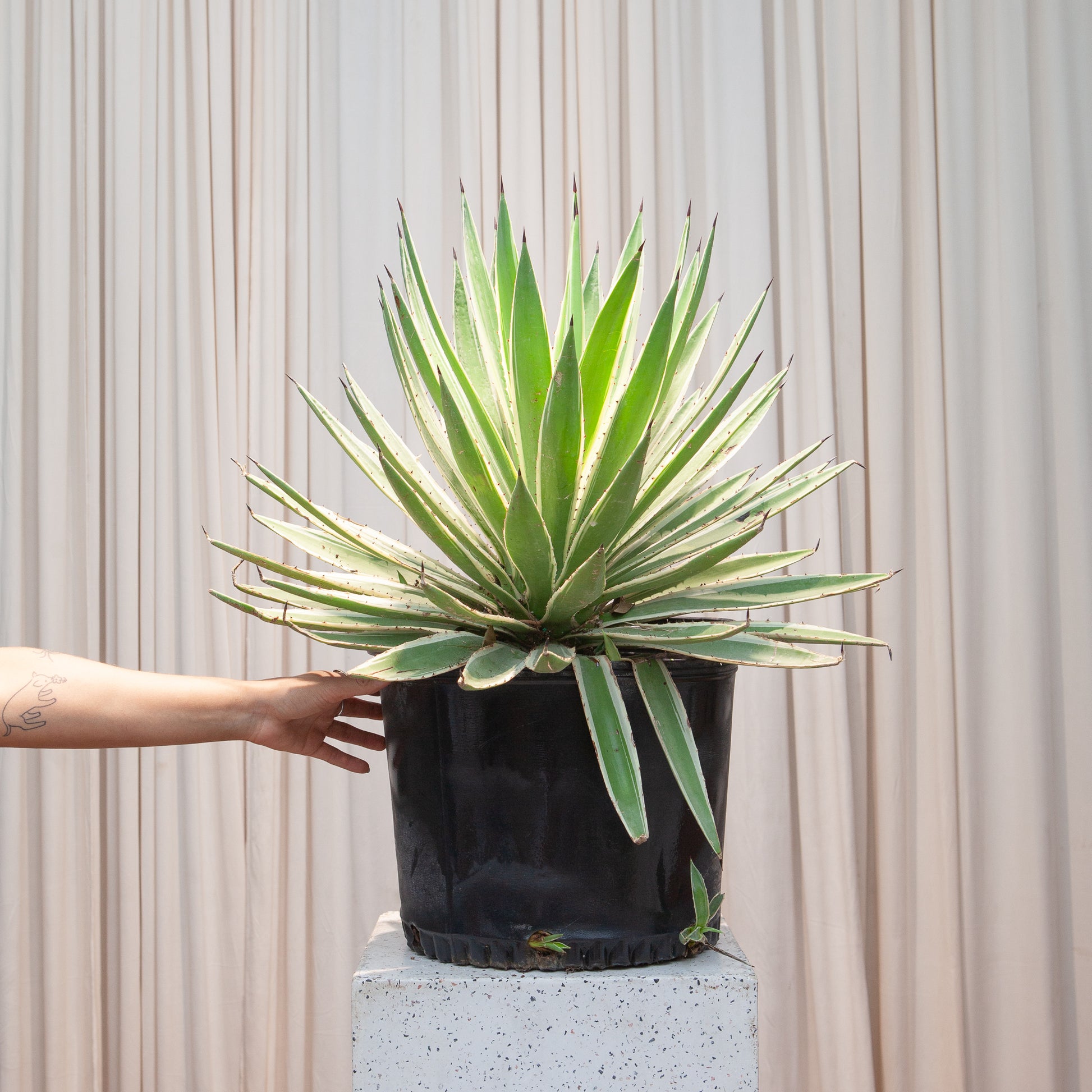 Caribbean Agave: Agave angustifolia 'Marginata' - 14 inch pot - 2.5 foot tall — indoor plant — indoor plant for sale by Promise Supply for delivery and pickup in Toronto.