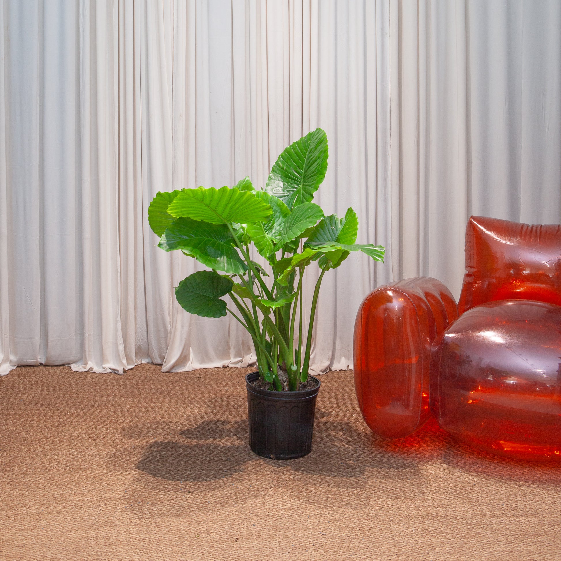California Elephant Ear: Alocasia odora - 10 inch pot - 2-3 foot tall — indoor plant — indoor plant for sale by Promise Supply for delivery and pickup in Toronto.