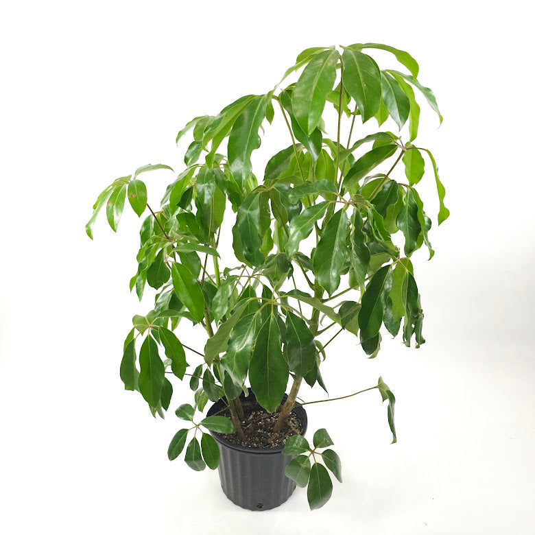 Amate Umbrella Tree: Schefflera actinophylla - 8 inch pot - 3-3.5 foot tall