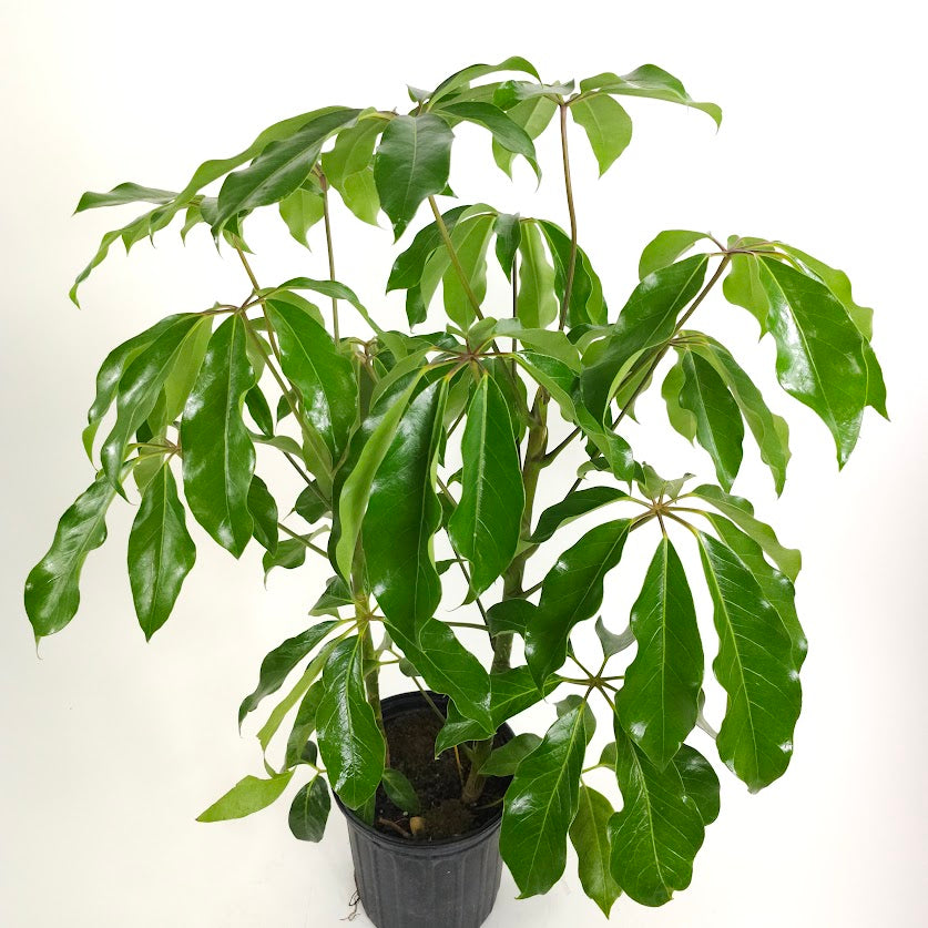 Amate Umbrella Tree: Schefflera actinophylla - 8 inch pot - 3-3.5 foot tall