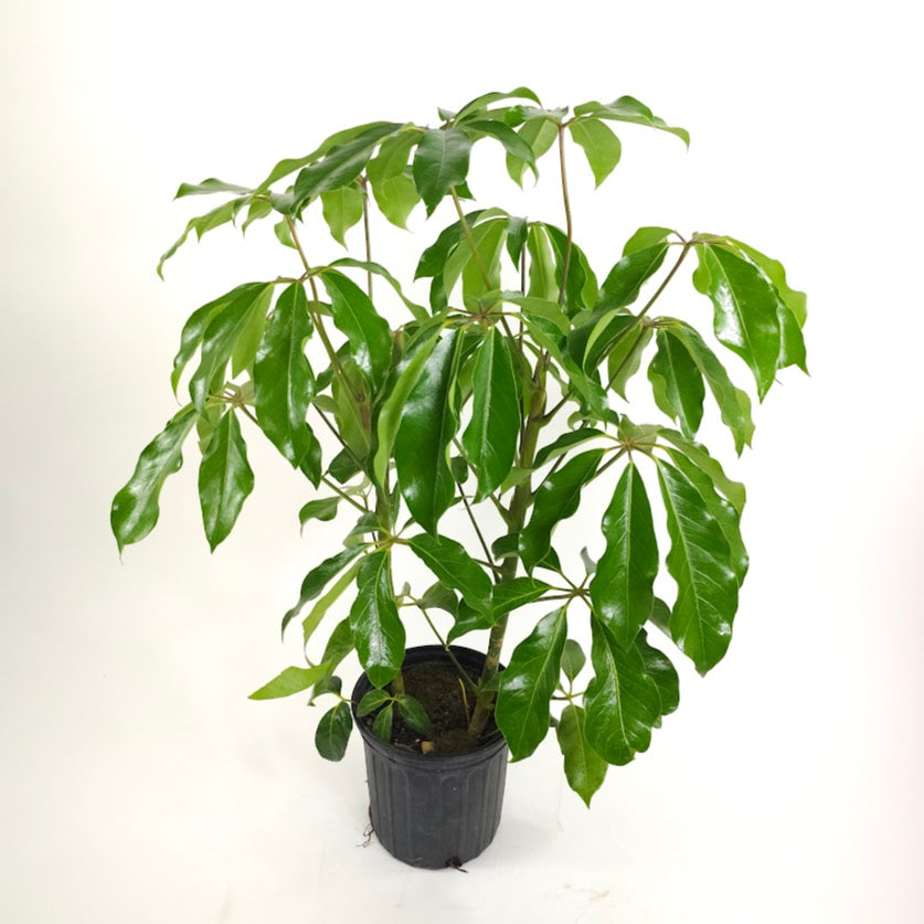 Amate Umbrella Tree: Schefflera actinophylla - 8 inch pot - 3-3.5 foot tall