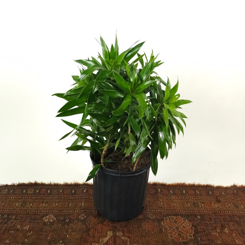 Pleomele: Dracaena reflexa - 10 inch pot - 2-4 foot tall