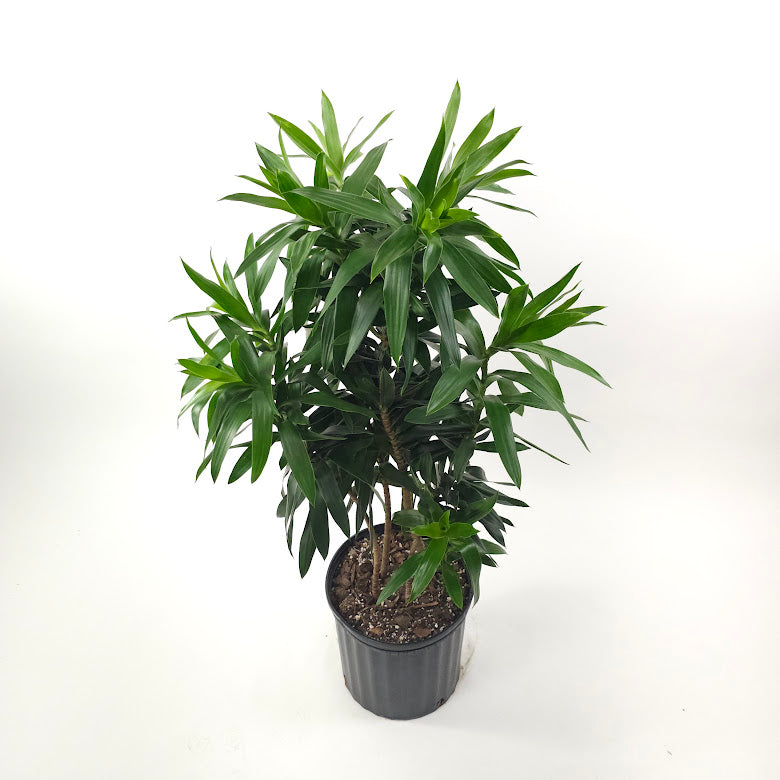 Pleomele: Dracaena reflexa - 10 inch pot - 2-4 foot tall