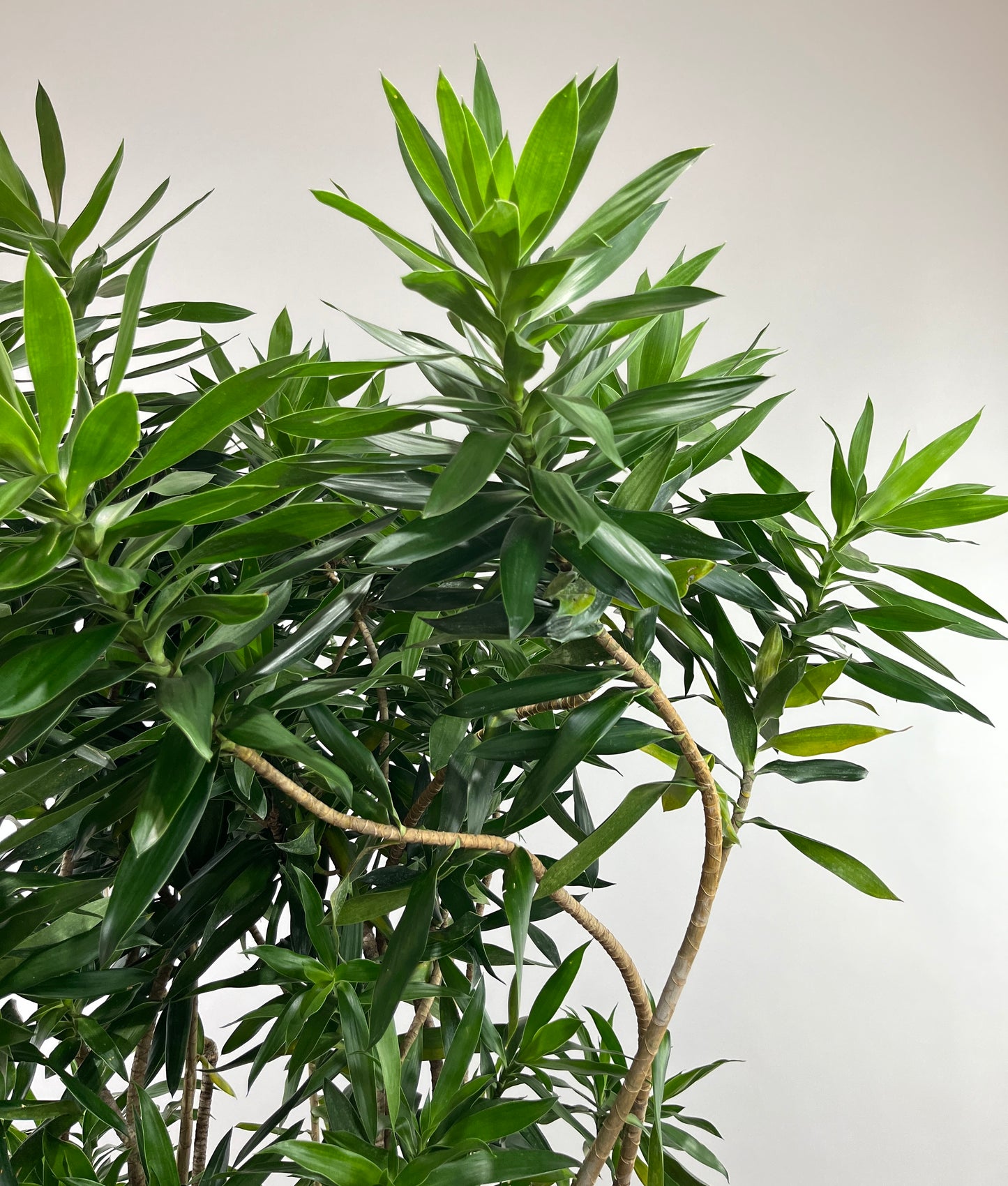 Pleomele: Dracaena reflexa - 17 inch pot - 6-8 foot tall