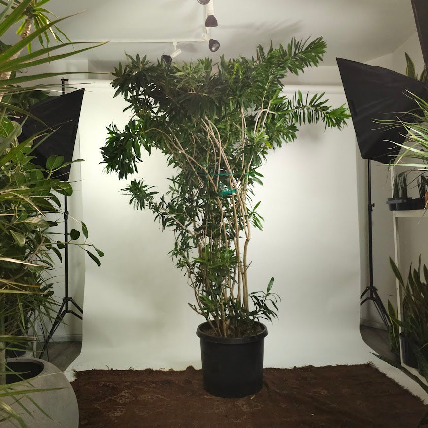 Pleomele: Dracaena reflexa - 21 inch pot - 8-9 foot tall — plant in pot — indoor plant for sale by Promise Supply for delivery and pickup in Toronto.
