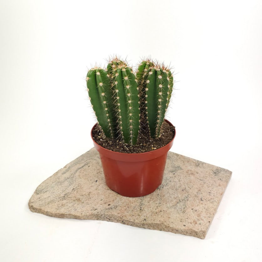 Assorted Cactus - 8 inch pot