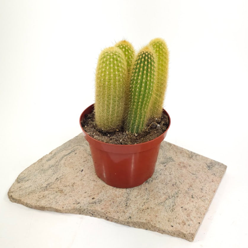Assorted Cactus - 8 inch pot