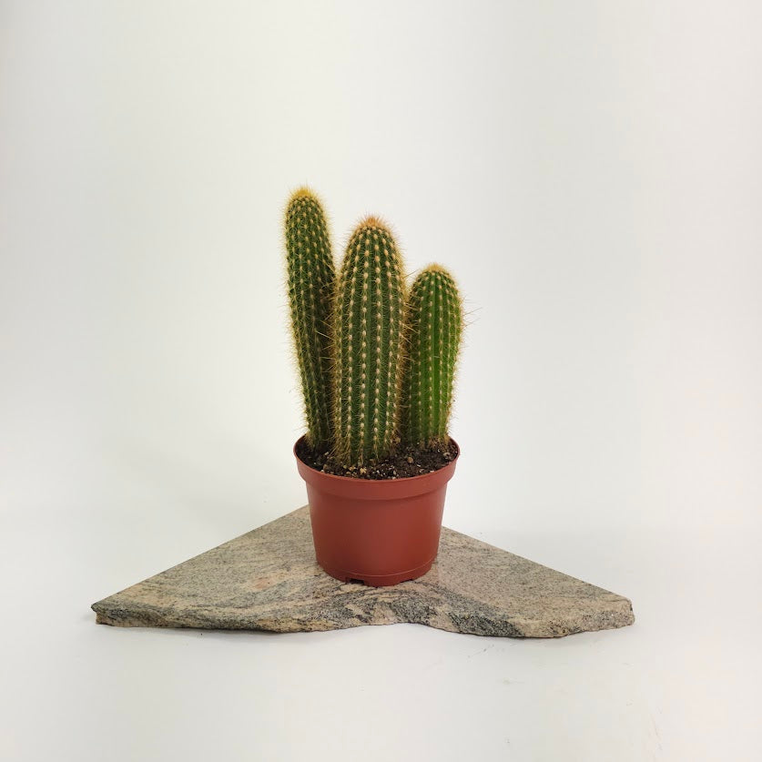 Assorted Cactus: Cactus - 6 inch pot — plant in pot — indoor plant for sale by Promise Supply for delivery and pickup in Toronto.