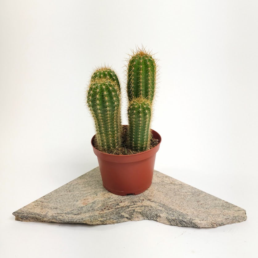 Assorted Cactus: Cactus - 6 inch pot — plant in pot — indoor plant for sale by Promise Supply for delivery and pickup in Toronto.