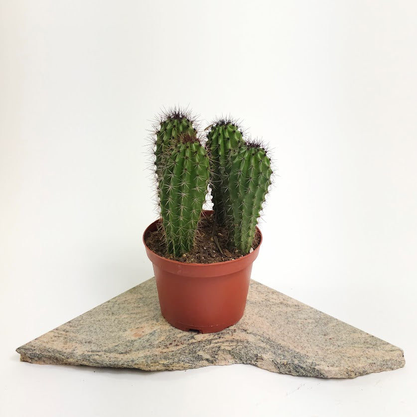 Assorted Cactus: Cactus - 6 inch pot — plant in pot — indoor plant for sale by Promise Supply for delivery and pickup in Toronto.