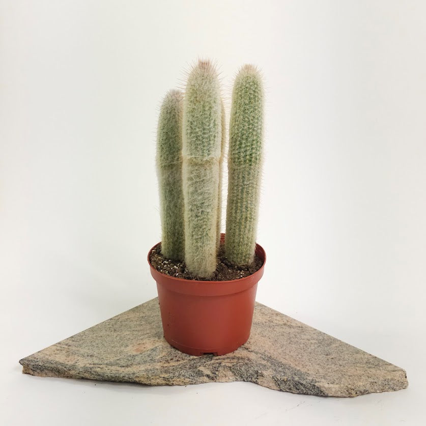 Assorted Cactus: Cactus - 6 inch pot — plant in pot — indoor plant for sale by Promise Supply for delivery and pickup in Toronto.