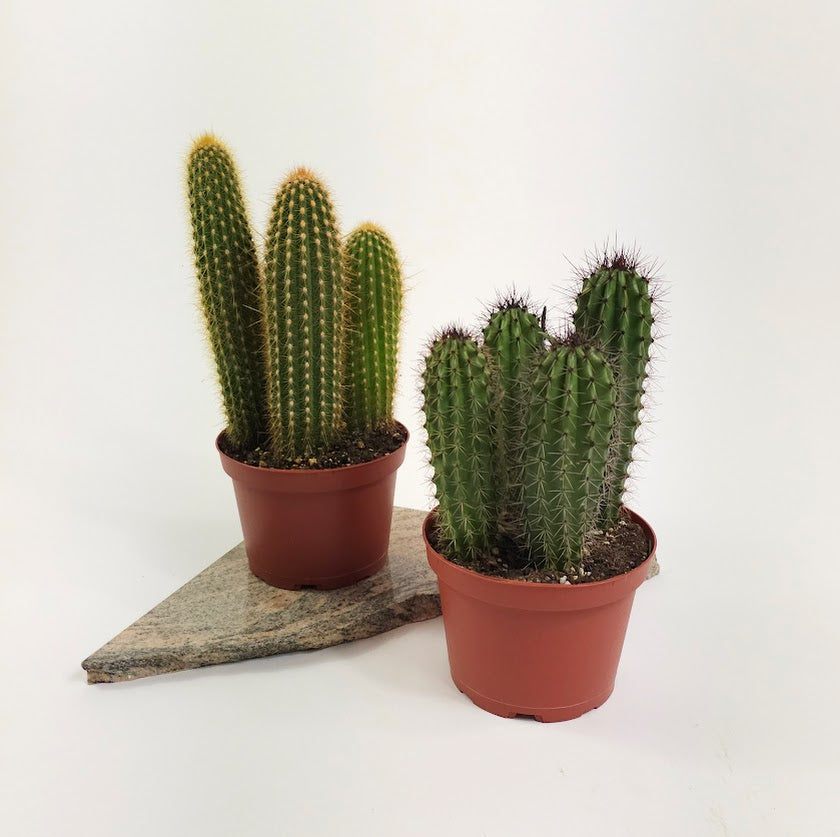 Assorted Cactus: Cactus - 6 inch pot — plant in pot — indoor plant for sale by Promise Supply for delivery and pickup in Toronto.